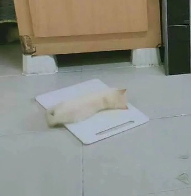 小奶猫把碗架弄倒后，自觉地躺在切菜板上认错... - 2