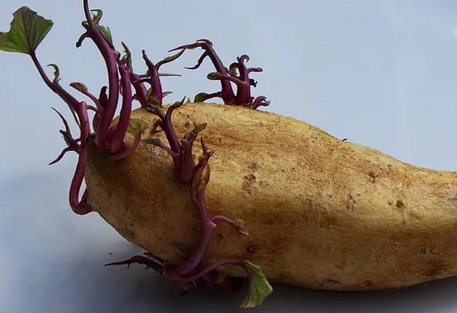 红薯、花生、山药、姜蒜……哪些食物发芽了不能吃？ - 2