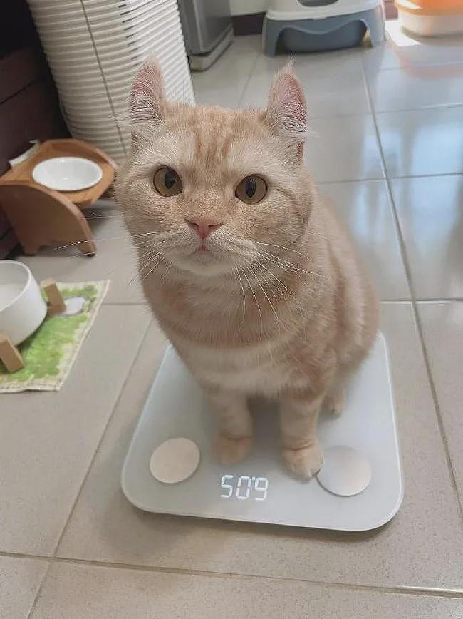 猫突然自己站上体重秤，以为要减肥，结果下一秒！ - 2