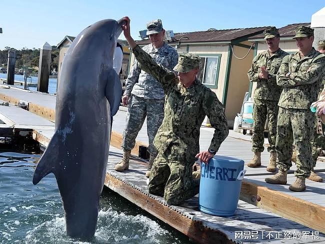 美国的第一道防线：美国海军用于保护美国核武器库军事海豚们 - 10