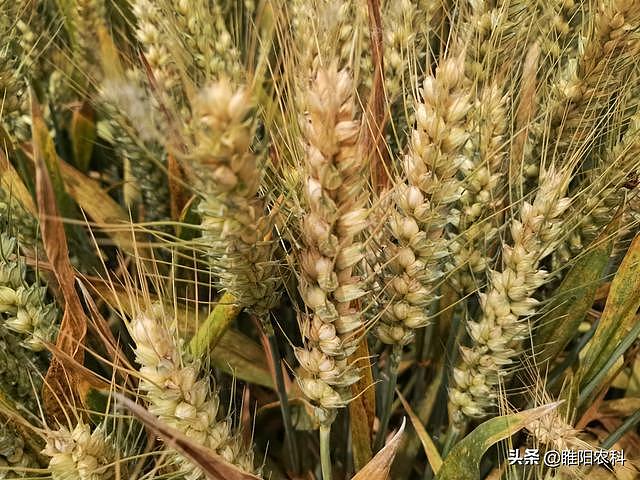 小麦灌浆期管理重点，只要打好这一遍药，就能确保籽粒饱满产量高 - 4