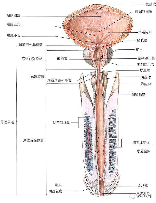 解剖丨膀胱、前列腺、尿道、生殖系统 - 7