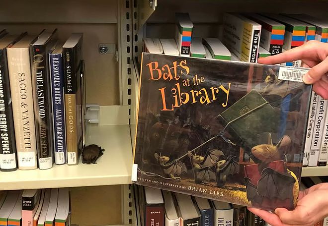 图书管理员发现书架上趴着一个小毛球，定睛一看……萌哭了！ - 1