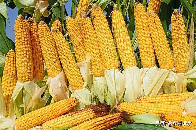 玉米追肥有讲究，何时追肥，追什么肥？可能很多农民搞错了 - 1