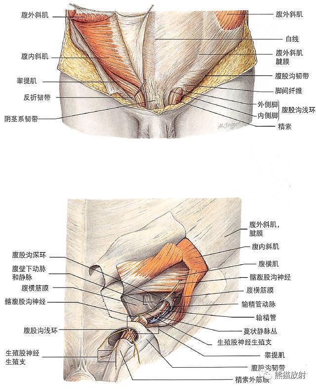 解剖丨膀胱、前列腺、尿道、生殖系统 - 19