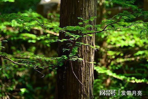 水杉树白垩纪就出现的树，一种被称作“国宝”的植物！ - 7
