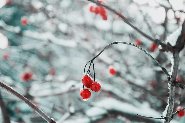 8首诗词，写尽冬日之美：岁月寒凉，但因你温暖 - 1