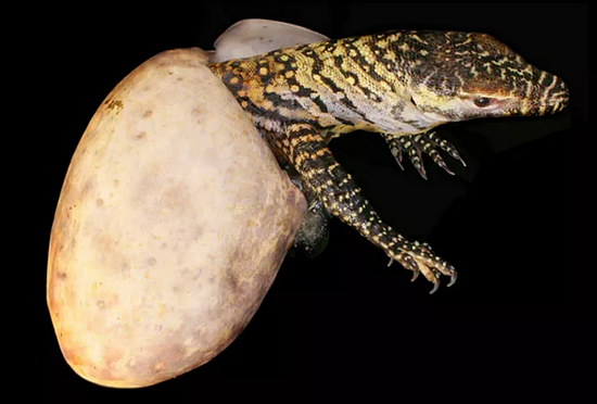 孤雌生殖方式出生的科莫多巨蜥（图源：livescience.com）