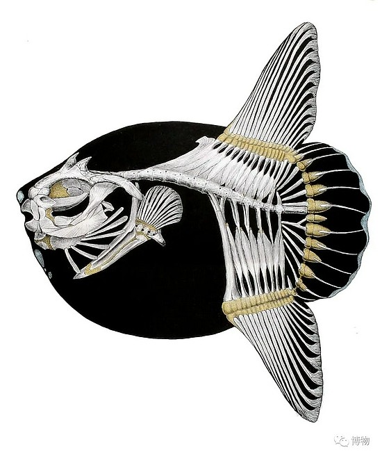 翻车鱼的骨骼结构。在德文里，翻车鱼有个绰号叫Schwimmenderkopf，意思是游泳的头。哈哈哈哈哈哈哈哈哈。图片来自：wiki common
