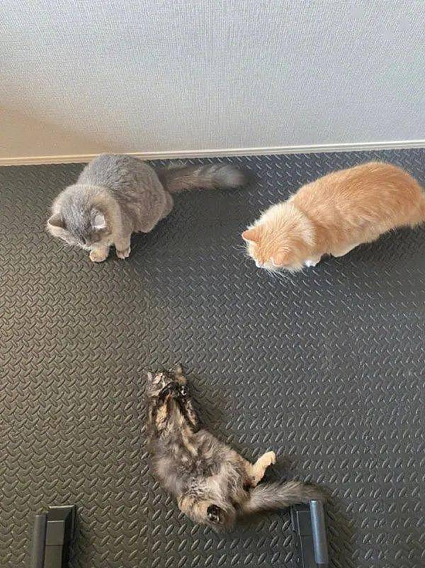 3猫平时很喜欢在地上玩，但是只要扫地机一启动后！ - 1