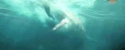 鲨鱼真的能闻到几公里外的一滴血吗？ - 2