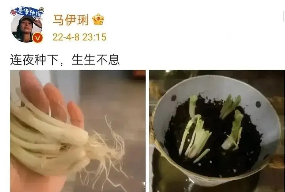 疫情下上海明星伙食大不同：雪姨王琳吃四菜一汤，左小青自烹海参 - 10