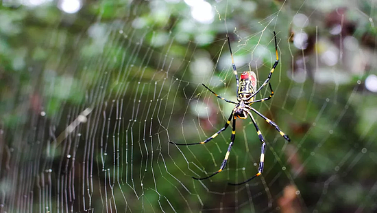 数百万只巴掌大蜘蛛入侵美国东海岸，科学家却说这是件好事 - 1