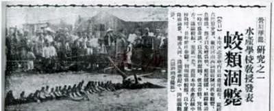 1934年辽宁营口坠龙事件中的“龙”，到底是什么动物？