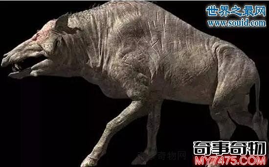 上古巨猪 6500万年前的恐怖杀手 是现代猪的祖先