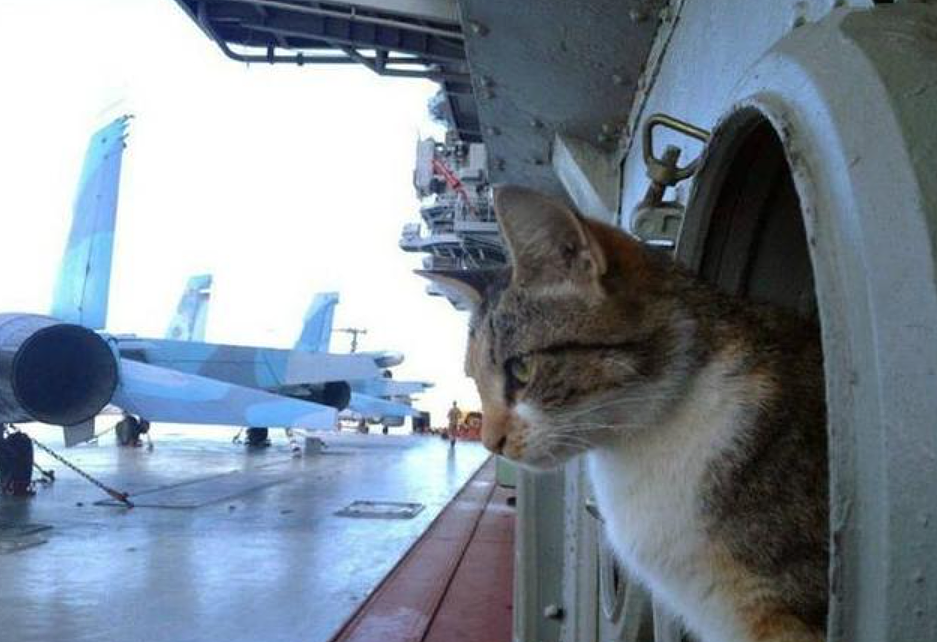 第二次世界大战时期，为何航母上都要必须配置一只猫？看完明白了 - 2