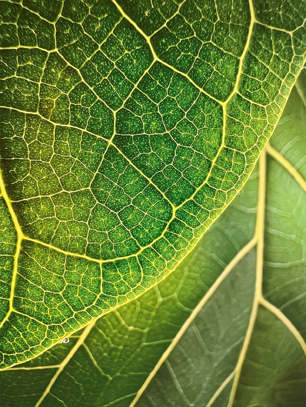 《Leaf Illumination》（琴叶榕），由 Trevor Collins 拍摄 美国，波士顿