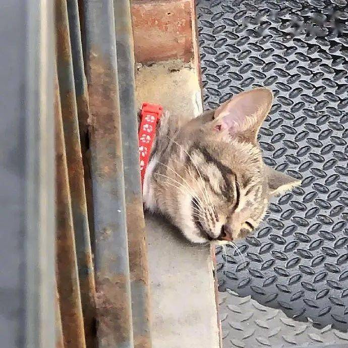 猫把头伸到围栏外面，这样还能呼呼大睡，真是服了！ - 3