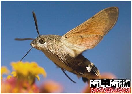 世界上长相最奇特的蛾 被人称为蛾中四不像