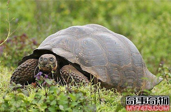 加拉帕戈斯象龟 是目前世界上最大的陆地龟