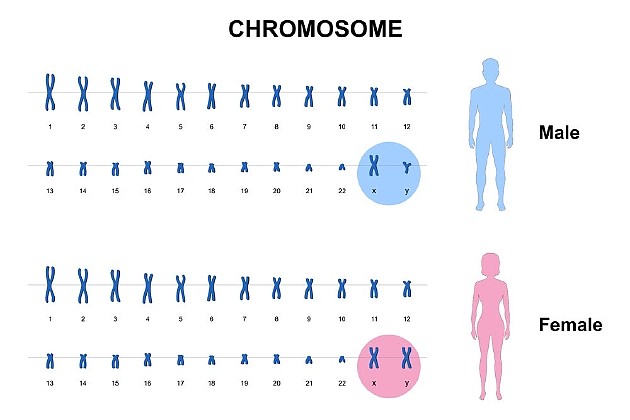 性染色体决定了大脑发育中出现的性别差异。