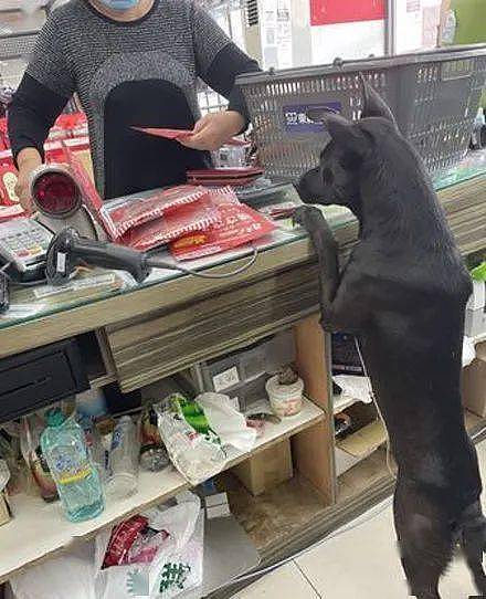 狗子认真帮主人看店，没想到下一秒，它的举动笑喷了！ - 1