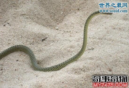 世界上最奇特的蛇 环箍蛇 竟会吞食自己的尾巴