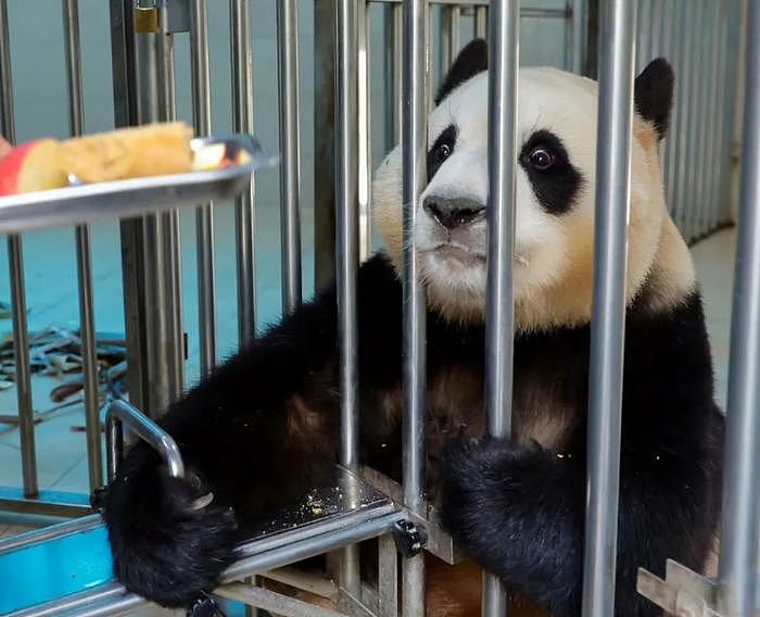 打脸闹事韩星！熊猫福宝断毛风波升级，在韩国饲养期间问题更大 - 1