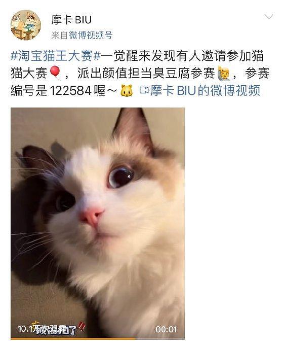 猫王大赛硝烟四起，@刘宇Yu_ 家的“臭豆腐”也不甘示弱！ - 1