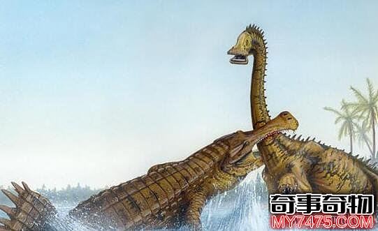 史前最大的鳄鱼 长12米的恐鳄 生吃暴龙