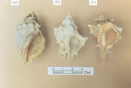 （a）红口岩螺，（c）染料骨螺，（b） 可以制作靛蓝和推罗紫的骨螺Murex trunculus | 参考文献2