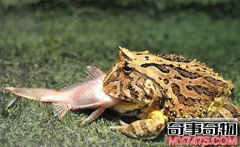 世界上最残忍的巨蛙（能跳近4米高3米远）