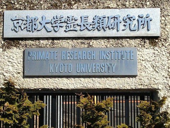 财务丑闻缠身，世界领先的京都大学灵长类研究所可能面临关闭 - 1
