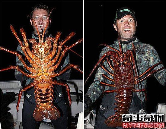 巨型龙虾重24斤年龄95岁 能长到12斤的基本被吃了