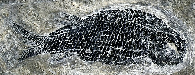 图3。 亚洲肋鳞裂齿鱼完整标本 （徐光辉 供图）