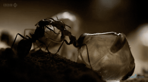 　工蚁和贮蜜蚁交哺。图片来源：BBC