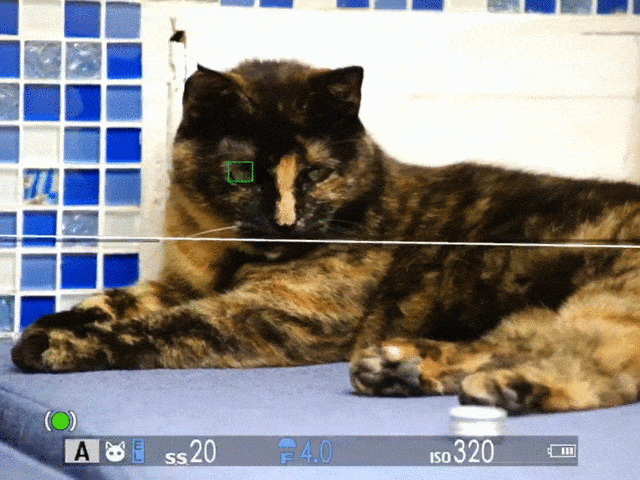 动物眼部检测对焦