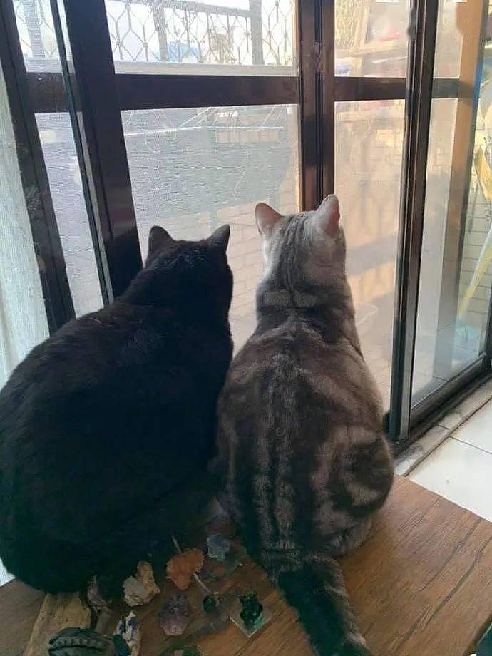 猫看窗外很投入，然后又有猫加入，后来才发现是在看鸟生蛋！ - 2