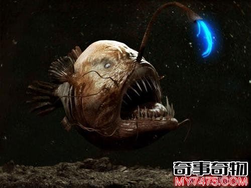 世上最奇特的10种动物中国娃娃鱼