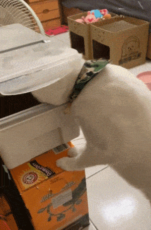 身上不带橘，却一直忙着找吃的，旁边的橘猫直接看傻眼！网友：干啥啥不行，吃饭第一名！ - 8