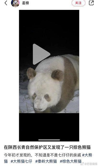 野外又发现棕色大熊猫了，这只看着比七仔聪明不少，是圈养和野生的区别吗？ - 1
