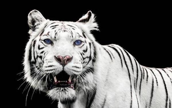 世界上最罕见的白色老虎  孟加拉虎的变种 - 1