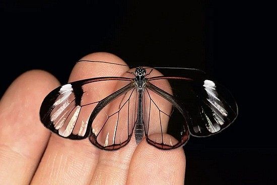 这只蝴蝶拥有隐形的翅膀 - 1