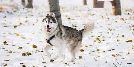 网友带哈士奇到雪地玩，下一秒简直变了一只狗，好美！ - 5