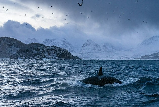 一头逆戟鲸从水面跃起，然后俯冲入水，它的动作非常流畅，这种游动方式所耗能量较少。