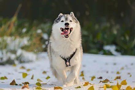 网友带哈士奇到雪地玩，下一秒简直变了一只狗，好美！ - 1