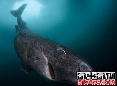 格陵兰鲨为什么长寿（格陵兰鲨图片）