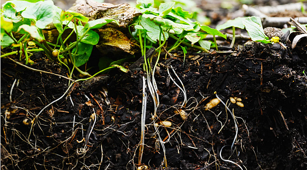 土壤的再生革命：碳农业未来可期 - 1
