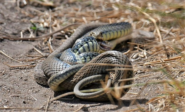 一条雄蛇用下颌将雌蛇的头牢牢扭住，可能是想吃掉它