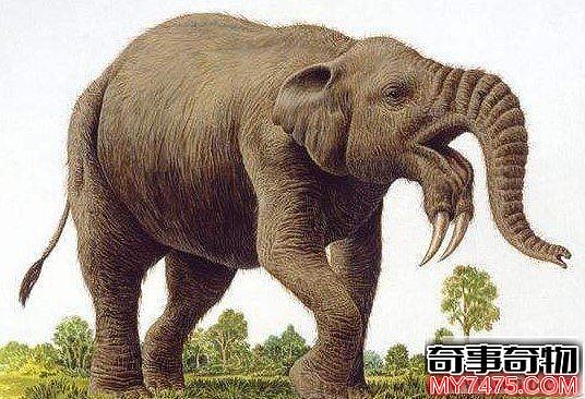 长鼻象的开山祖师 牙齿长在下巴上的恐象